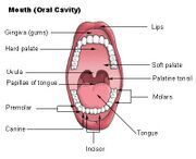 Mouth