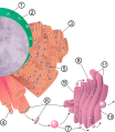 Diagram of nucleus, endoplasmic reticulum, and Golgi apparatus