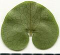 Asarum europaeum