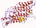 Thyroid peroxidase