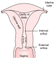 Diagram of the female reproductive system showing the cervical canal