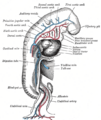Illustration showing the development of the aortic arches.