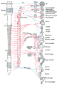 Celiac ganglia