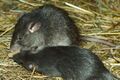 Roofrat Hagenbeck