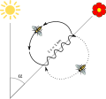 Bee dance