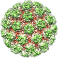 Bovine Papillomavirus Capsid