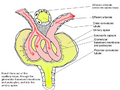 Nephron