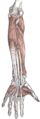 Flexor pollicis brevis muscle