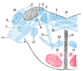 Gray's Anatomy illustration of the lateral vestibular nucleus