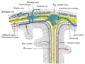 Gray's Anatomy illustration of the spinal dura mater