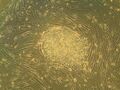 Regenerative medicine