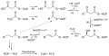 Fatty_acid_synthesis