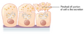 Apocrine mode of secretion by glands