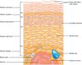 Layers of epidermis