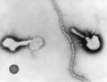 Parainfluenza virus TEM PHIL 271