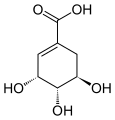 Shikimi