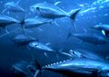 Thunnus