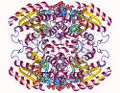 2,4 Dienoyl-CoA reductase