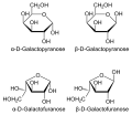 Haworth projection of D-Galactose