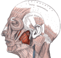 Gray378 (masseter highlight)
