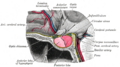 Diagram of the ventricular system