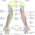 Common palmar digital nerves of median nerve
