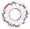 Plastid map of Arabidopsis thaliana