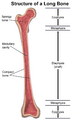 Structure of a Long Bone