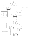 DNA condensation