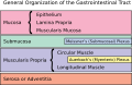 GI Organization