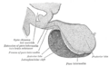 Sagittal section of the pituitary gland