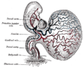 Posterior cardinal vein
