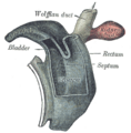Gray's Anatomy Plate 992