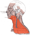 Platysma muscle diagram