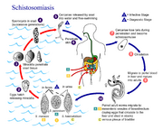 Schistosomiasis Life Cycle