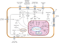 Paracrine_signaling