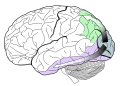 Ventral and dorsal streams