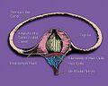 Vestibular system's semicircular canal - a cross-section