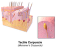 Skin Tactile Corpuscle