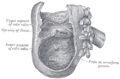 Ascending_colon