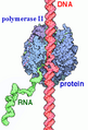 Label RNA pol II