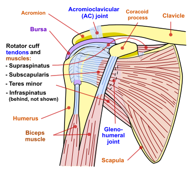 Diagram of the shoulder joint