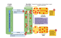 Plant stem