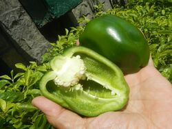 Green bell peppers