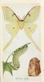 Luna moth illustration