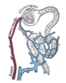 Nephron