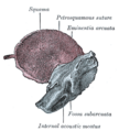 Squamous part of temporal bone, lateral view