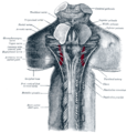 The position of the trochlear nerve