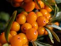Hippophae