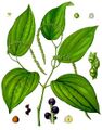 Piper nigrum - Köhler’s Medizinal-Pflanzen